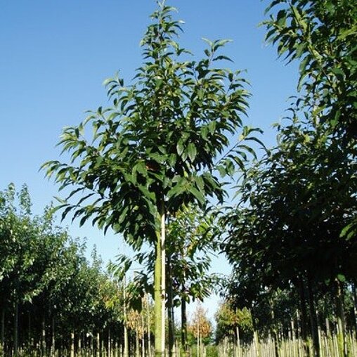Castanea sativa